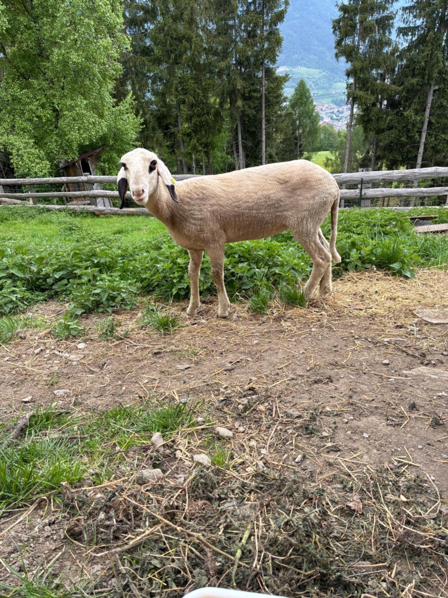 Haus Lasaun Bressanone Eksteriør billede